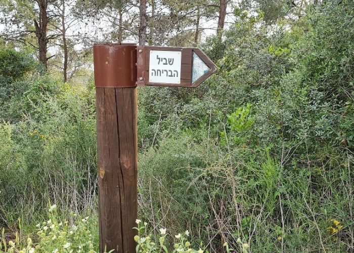 שביל הבריחה ביער עופר יער חוף הכרמל