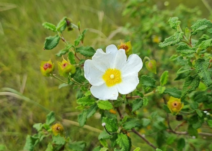 שביל הבריחה ביער עופר יער חוף הכרמל