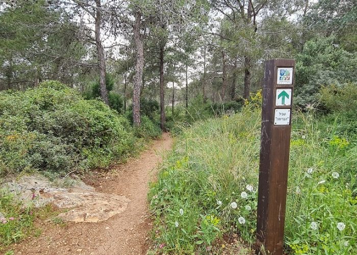 שביל הבריחה ביער עופר יער חוף הכרמל