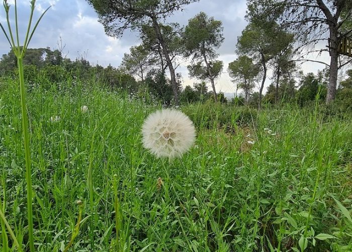 שביל הבריחה ביער עופר יער חוף הכרמל