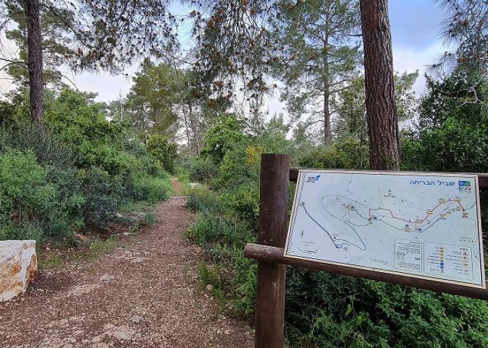 שביל הבריחה ביער עופר יער חוף הכרמל