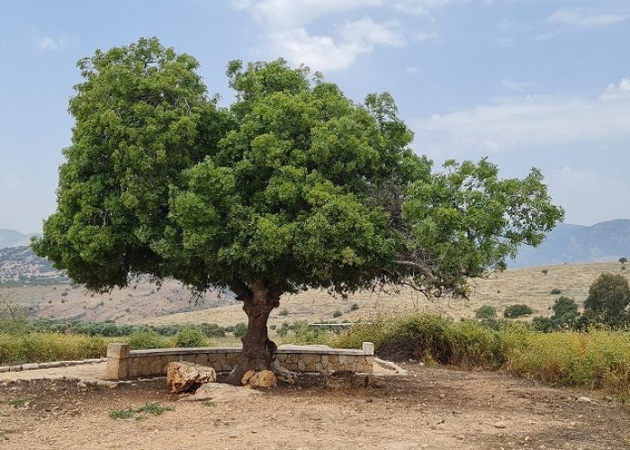 דרך אוצרות כחל