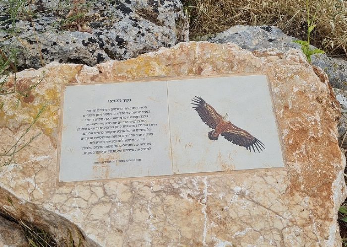 דרך אוצרות כחל