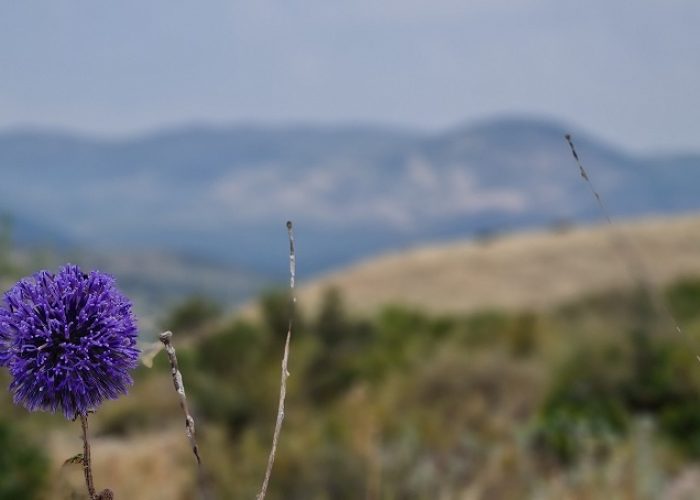 דרך אוצרות כחל