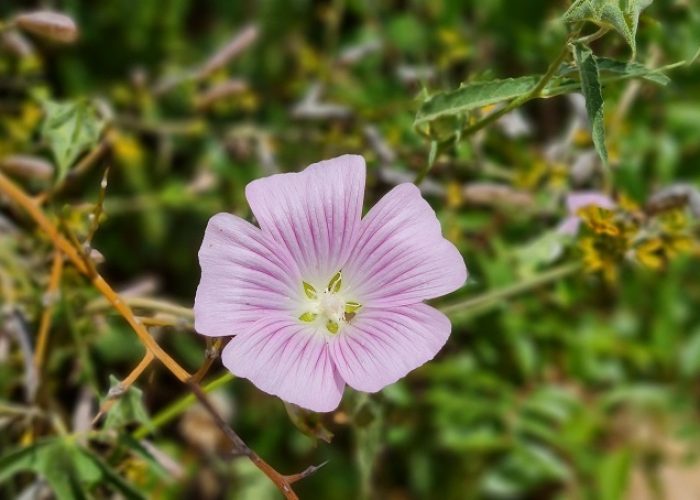 דרך אוצרות כחל
