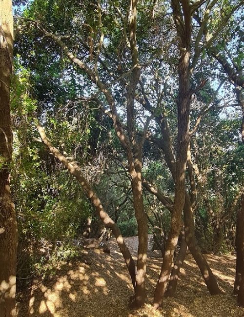 נחל שיח בוסתן כיאט חיפה