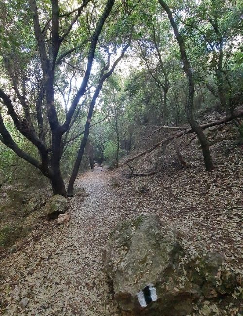 נחל שיח בוסתן כיאט חיפה