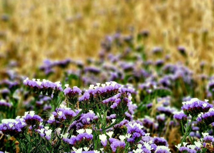 שמורת הטבע וגן לאומי חוף שקמונה והג'קוזי של חיפה