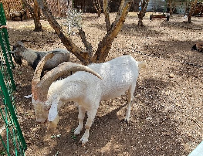 החווה בגליל – המקום הכי מיוחד שיש בגליל