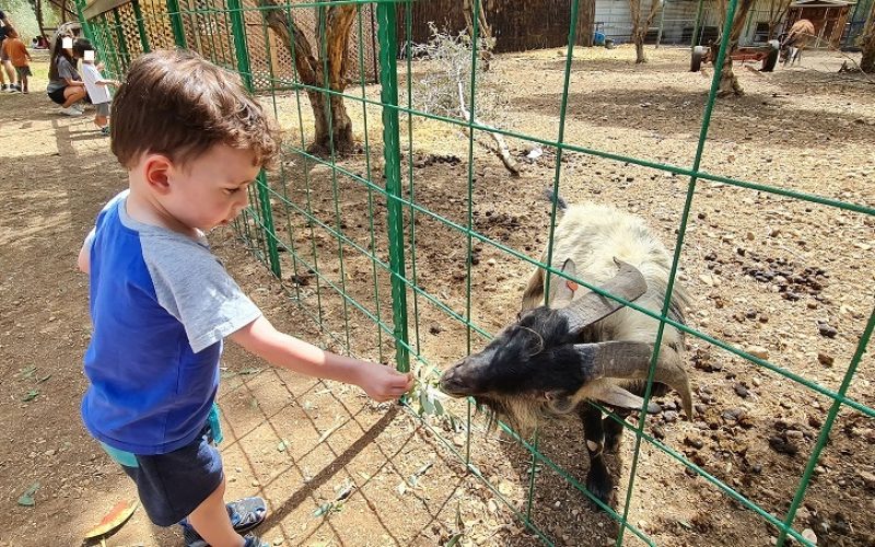 החווה בגליל – המקום הכי מיוחד שיש בגליל