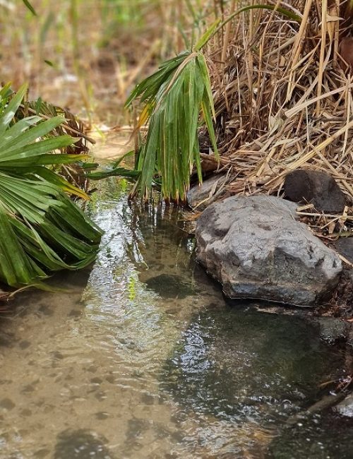 עין הדייג עמק החולה