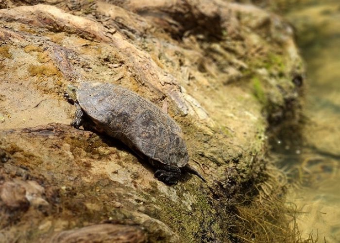 נקודת מים בנחל עיון – כפר יובל