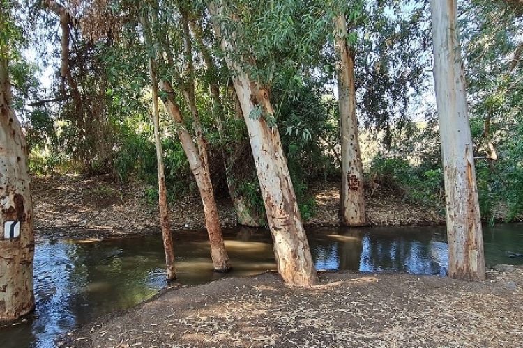 שמורת טבע נחל יבניאל - חורשת אקליפטוסים לצד נחל זורם