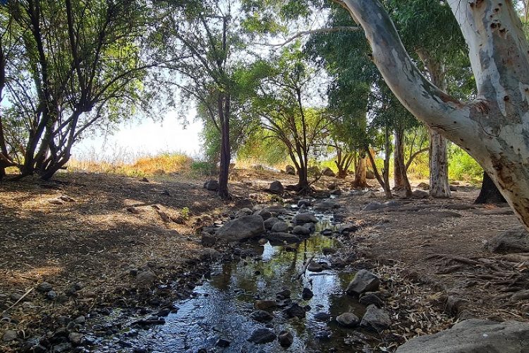 שמורת טבע נחל יבניאל - חורשת אקליפטוסים לצד נחל זורם