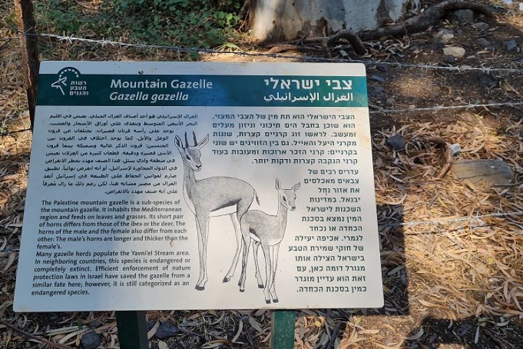 שמורת טבע נחל יבניאל - חורשת אקליפטוסים לצד נחל זורם