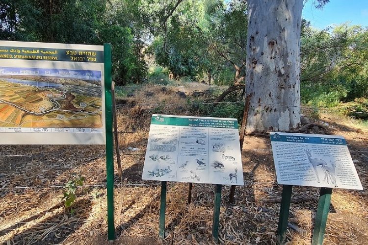 שמורת טבע נחל יבניאל - חורשת אקליפטוסים לצד נחל זורם