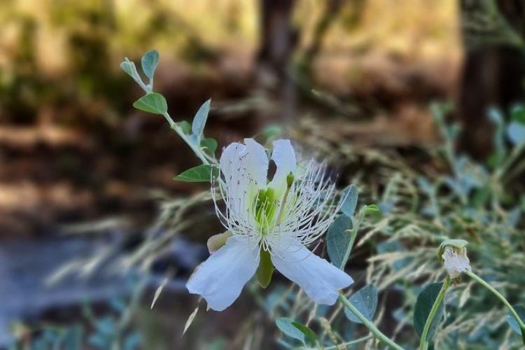 שמורת טבע נחל יבניאל - חורשת אקליפטוסים לצד נחל זורם