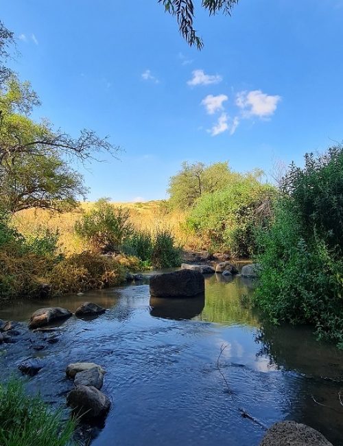 שמורת טבע נחל יבניאל - חורשת אקליפטוסים לצד נחל זורם