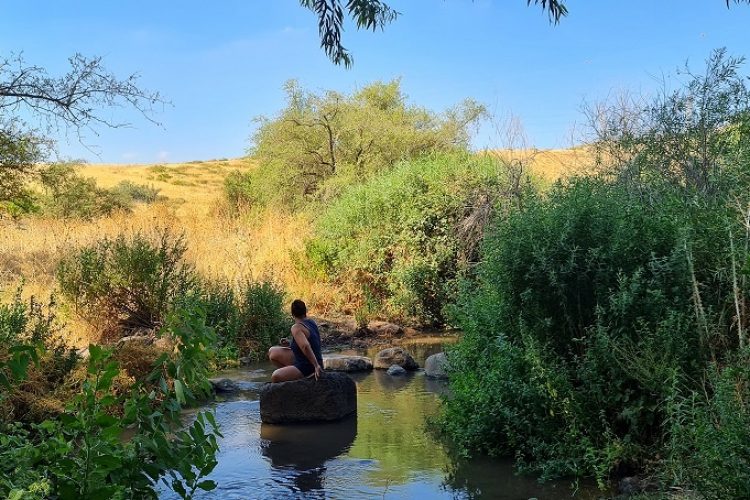 שמורת טבע נחל יבניאל - חורשת אקליפטוסים לצד נחל זורם