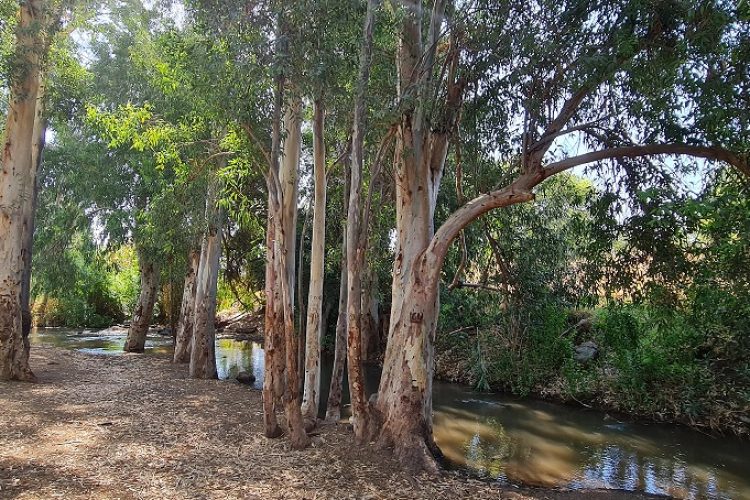 שמורת טבע נחל יבניאל - חורשת אקליפטוסים לצד נחל זורם