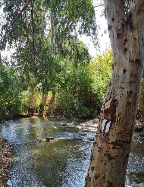 שמורת טבע נחל יבניאל - חורשת אקליפטוסים לצד נחל זורם