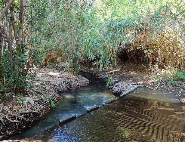 שמורת הטבע מג'רסה