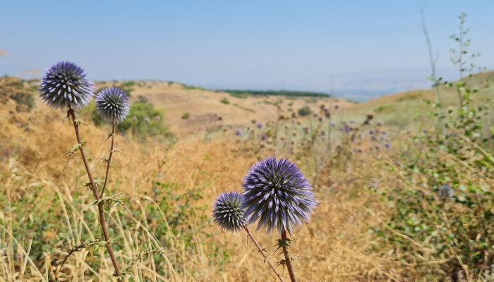 עין ירדה נחל מחניים חרבת ירדה