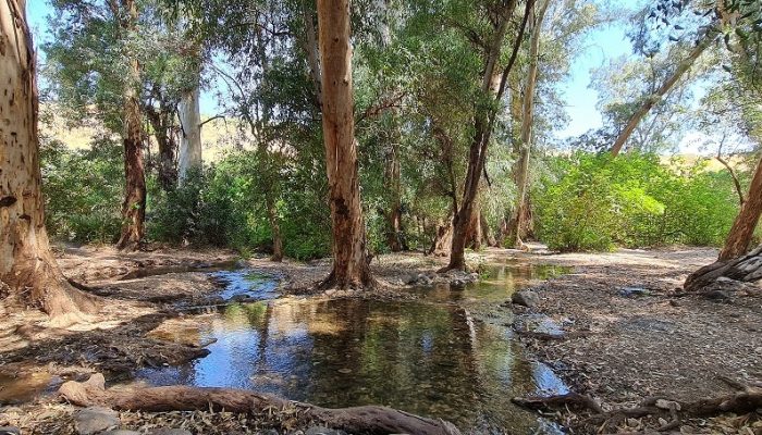 עין ירדה נחל מחניים חרבת ירדה