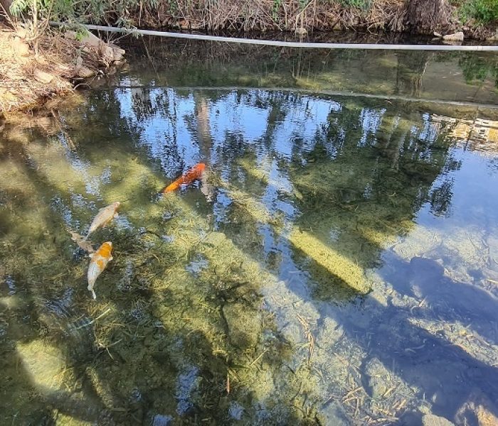 נחל סעדיה – פנינת הטבע הכי מפתיעה של חיפה