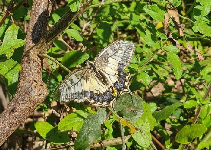 משתלת הפרפרים בחוף הכרמל – אטרקציה לכל המשפחה