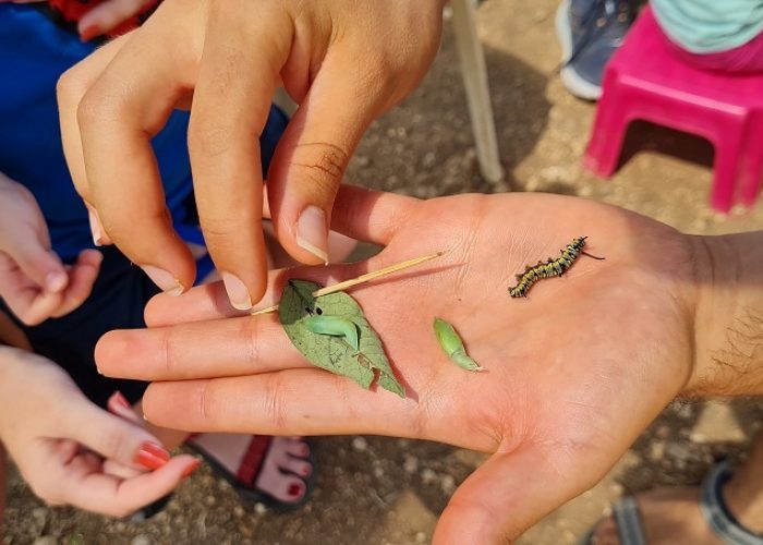 משתלת הפרפרים בחוף הכרמל – אטרקציה לכל המשפחה