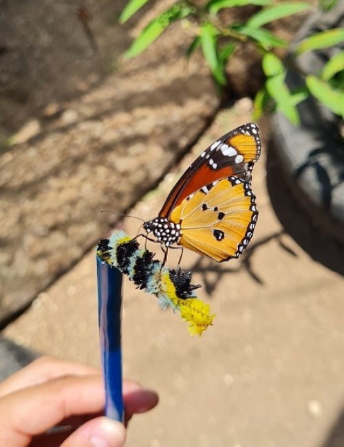 משתלת הפרפרים בחוף הכרמל – אטרקציה לכל המשפחה