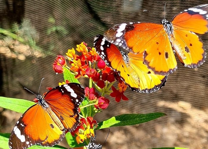 משתלת הפרפרים בחוף הכרמל – אטרקציה לכל המשפחה
