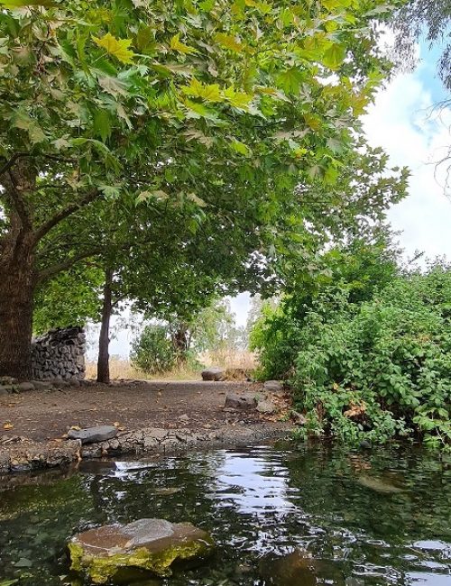 עיינות עדן עין סלוקיה מעיינות עדן