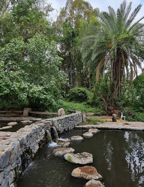 עיינות עדן עין סלוקיה מעיינות עדן