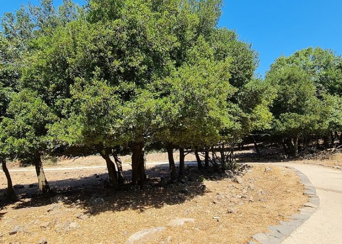 בג'ובה הגדולה יער אודם