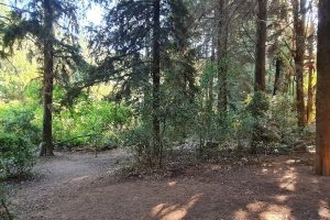 נחל מירון עליון עין ארואי