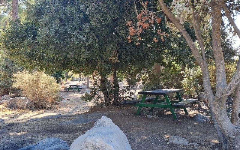 דרך נוף יער ביריה