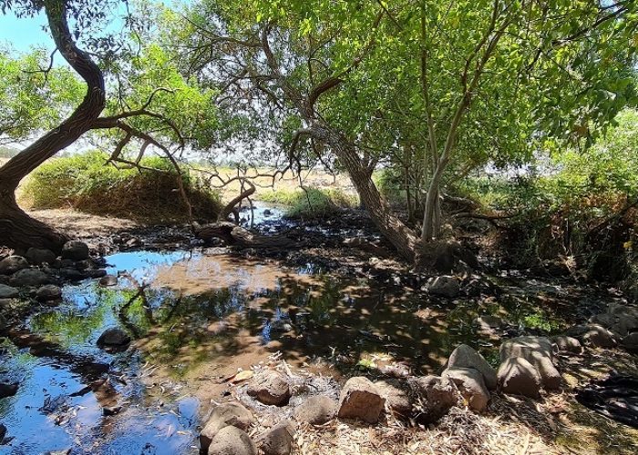 עין פחורה – מעיין צלול תחת עץ התאנה
