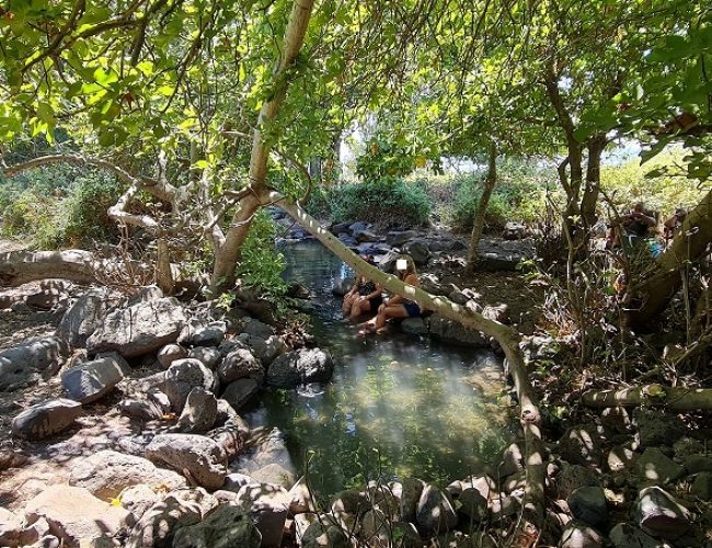 עין פחורה – מעיין צלול תחת עץ התאנה