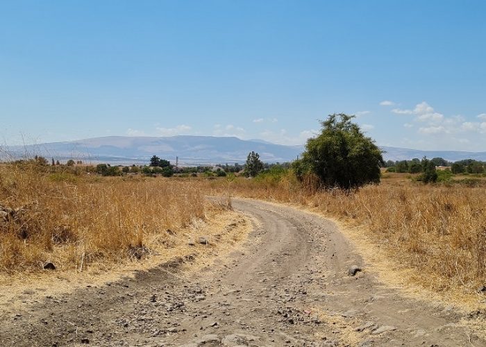 עין פחורה – מעיין צלול תחת עץ התאנה