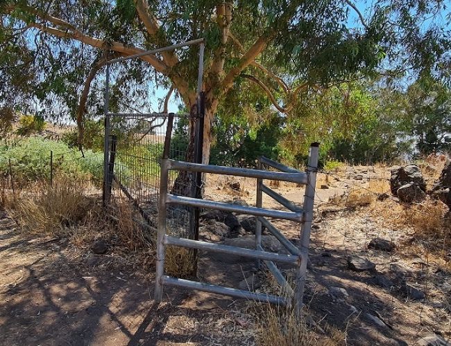 עין תות בריכת אניעם - במרכז רמת הגולן