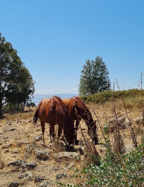 עין תות בריכת אניעם - במרכז רמת הגולן