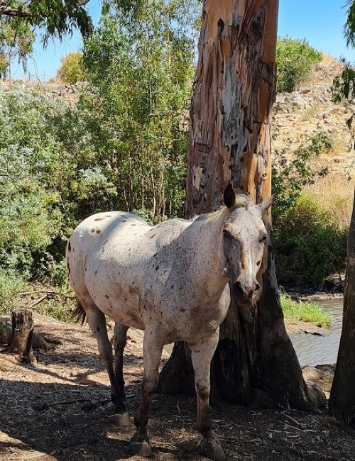 עין תות בריכת אניעם - במרכז רמת הגולן