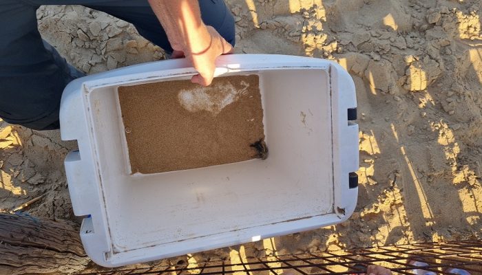 סיור של רשות הטבע והגנים בעקבות בקיעת צבי הים – אבקועים