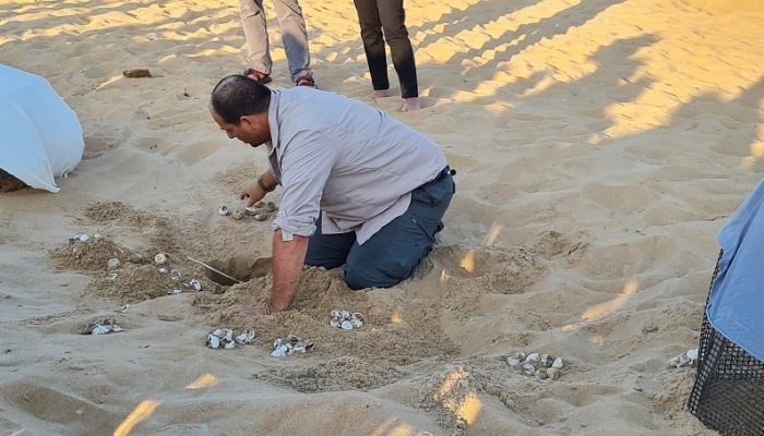 סיור של רשות הטבע והגנים בעקבות בקיעת צבי הים – אבקועים