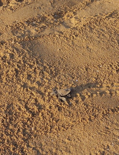 סיור של רשות הטבע והגנים בעקבות בקיעת צבי הים – אבקועים