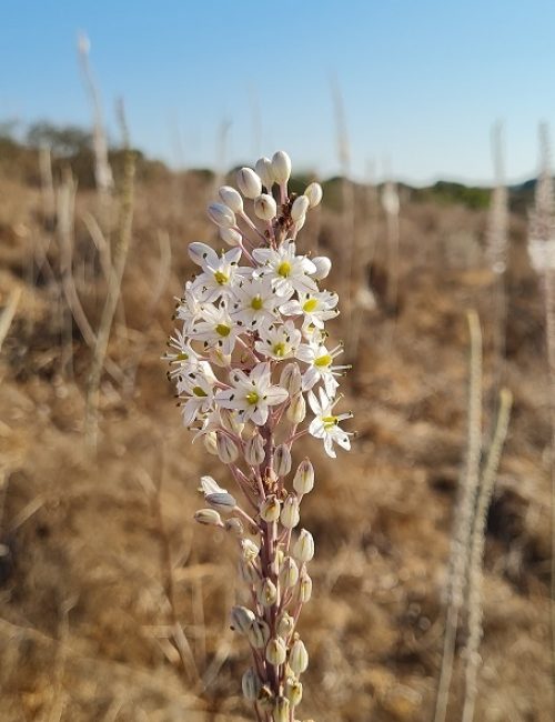 שמורת הטבע אודים שער פולג