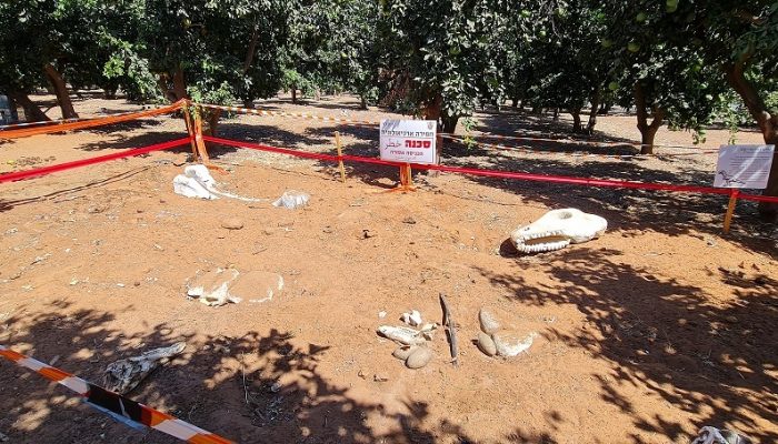 רוי בוי הפארק – טבע, חיות, אטרקציות ומופע של רוי בוי