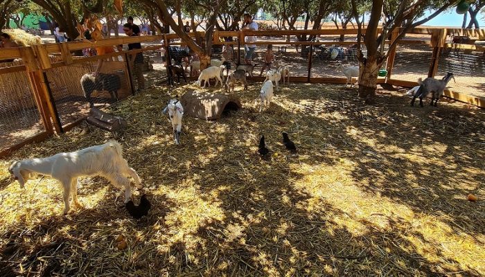 רוי בוי הפארק – טבע, חיות, אטרקציות ומופע של רוי בוי